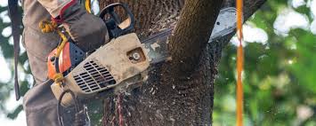 Trusted Sewalls Point, FL Tree Removal Experts