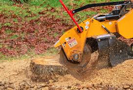 Best Tree Cabling and Bracing  in Sewalls Point, FL