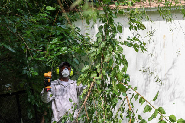 Best Tree Maintenance Programs  in Sewalls Point, FL